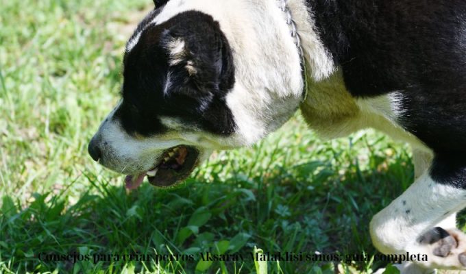 Consejos para criar perros Aksaray Malaklisi sanos: guía completa