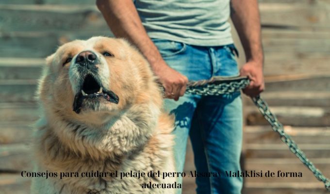 Consejos para cuidar el pelaje del perro Aksaray Malaklisi de forma adecuada