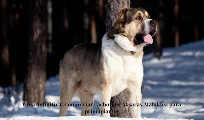 Guía definitiva: Cómo criar cachorros Aksaray Malaklisi para principiantes