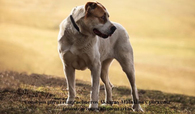 Consejos para criar cachorros Aksaray Malaklisi y prevenir intoxicaciones alimentarias