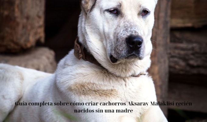 Guía completa sobre cómo criar cachorros Aksaray Malaklisi recién nacidos sin una madre