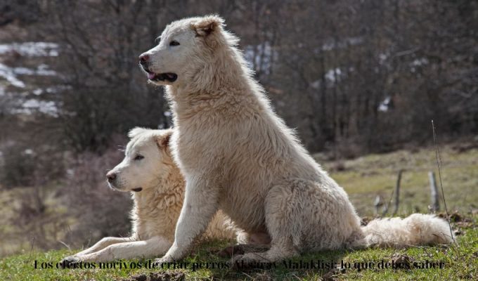 Los efectos nocivos de criar perros Aksaray Malaklisi: lo que debes saber