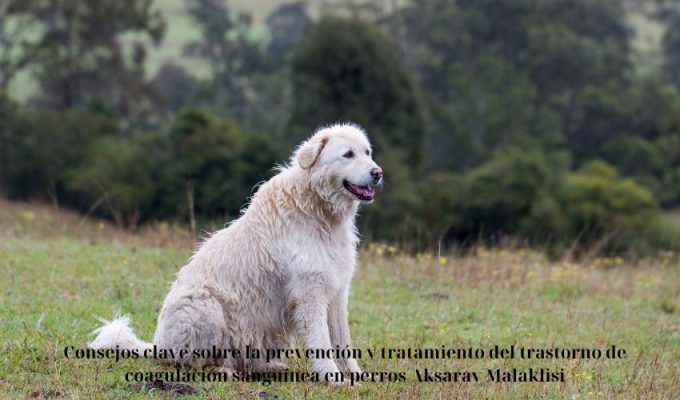 Consejos clave sobre la prevención y tratamiento del trastorno de coagulación sanguínea en perros Aksaray Malaklisi