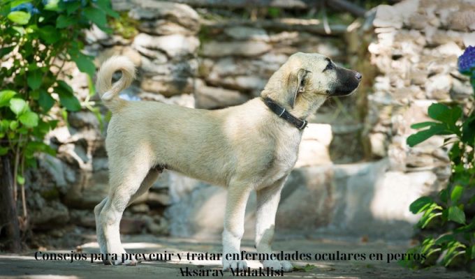 Consejos para prevenir y tratar enfermedades oculares en perros Aksaray Malaklisi