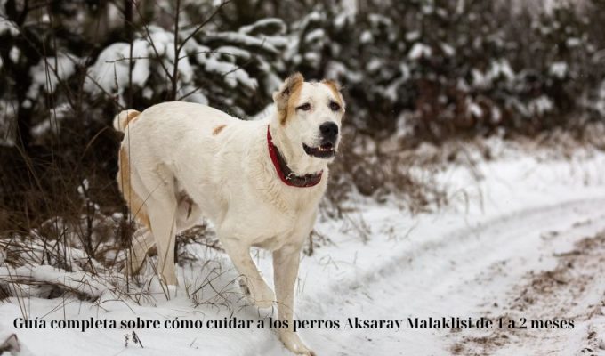 Guía completa sobre cómo cuidar a los perros Aksaray Malaklisi de 1 a 2 meses