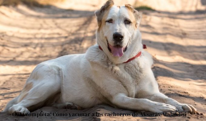 Guía completa: Cómo vacunar a los cachorros de Aksaray Malaklisi