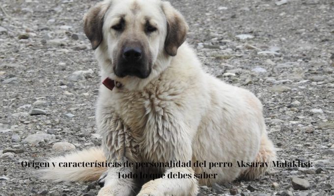 Origen y características de personalidad del perro Aksaray Malaklisi: Todo lo que debes saber