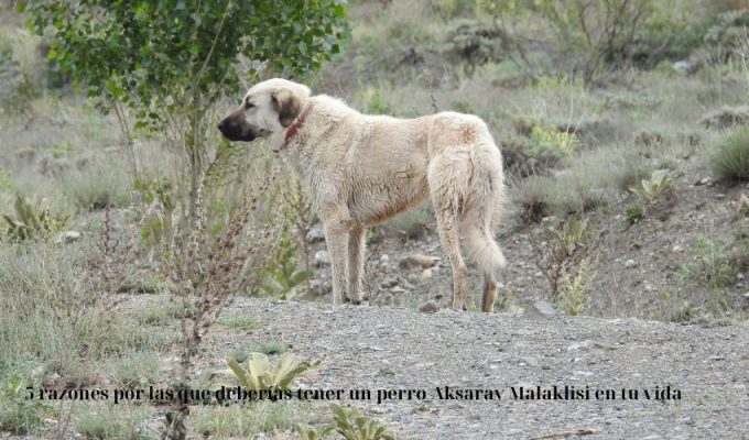 5 razones por las que deberías tener un perro Aksaray Malaklisi en tu vida