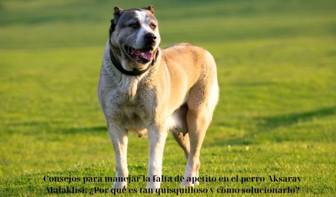 Consejos para manejar la falta de apetito en el perro Aksaray Malaklisi: ¿Por qué es tan quisquilloso y cómo solucionarlo?