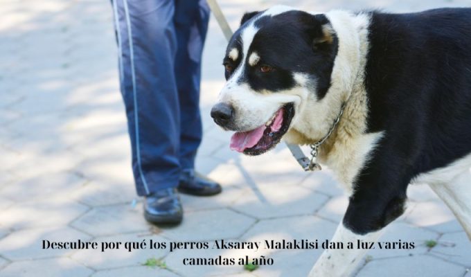 Descubre por qué los perros Aksaray Malaklisi dan a luz varias camadas al año